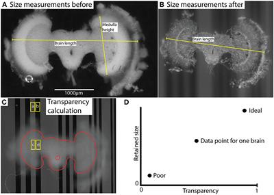 Comparison of Transparency and Shrinkage During Clearing of Insect Brains Using Media With Tunable Refractive Index